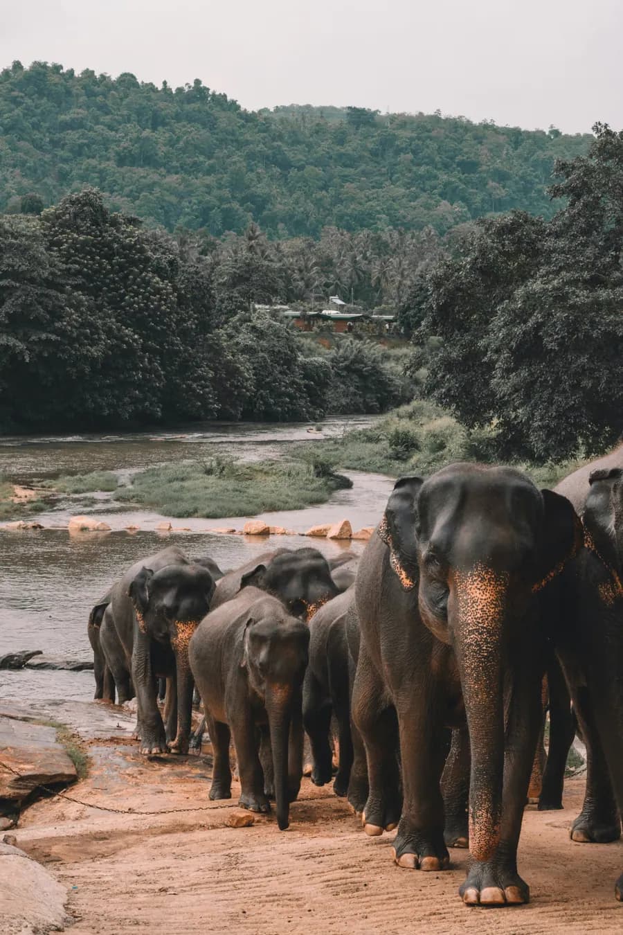 Minneriya National Park (The Elephant Gathering)
