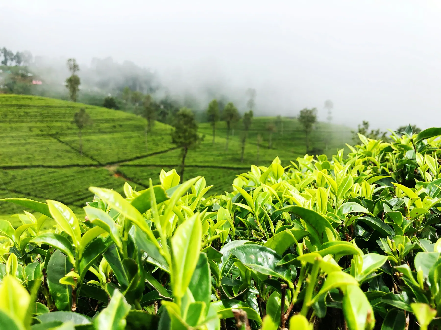 Tea Country Encounters