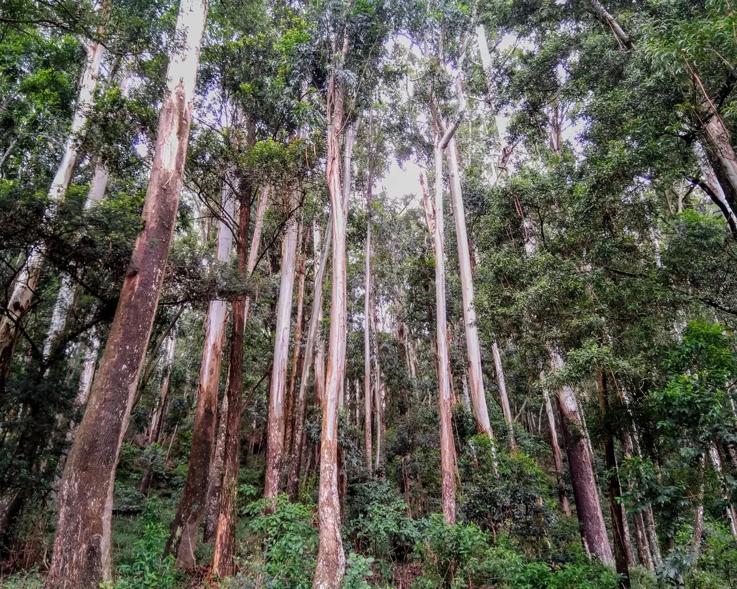Sri Lanka rainforest & community scenery