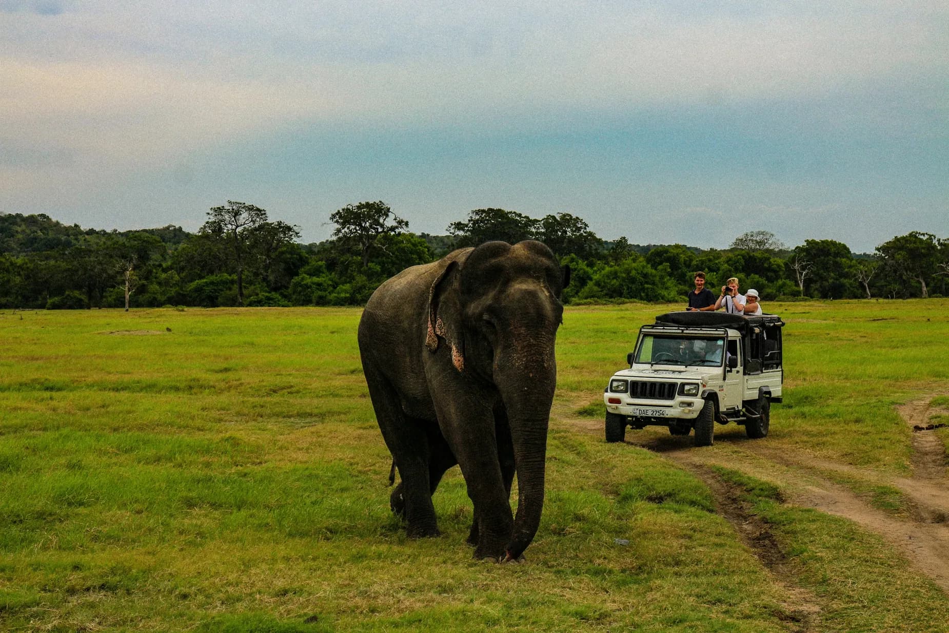 Meeting Sri Lanka's Wildlife Responsibly