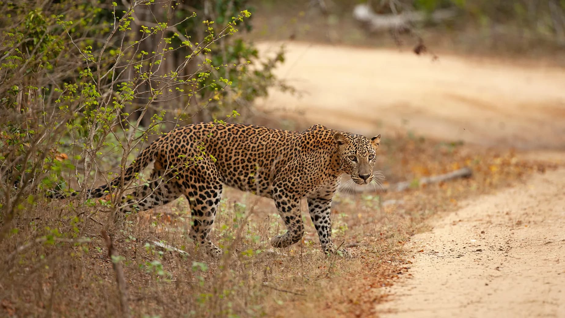 Yala National Park (Leopard Sanctuary)